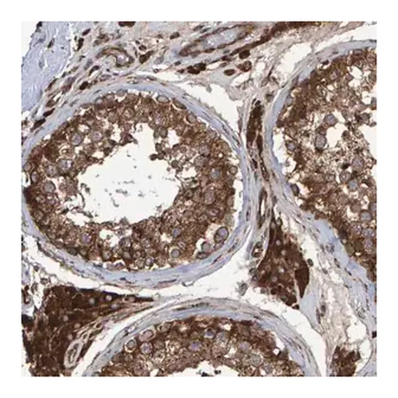 Merck Anti-FAM117A antibody produced in rabbit