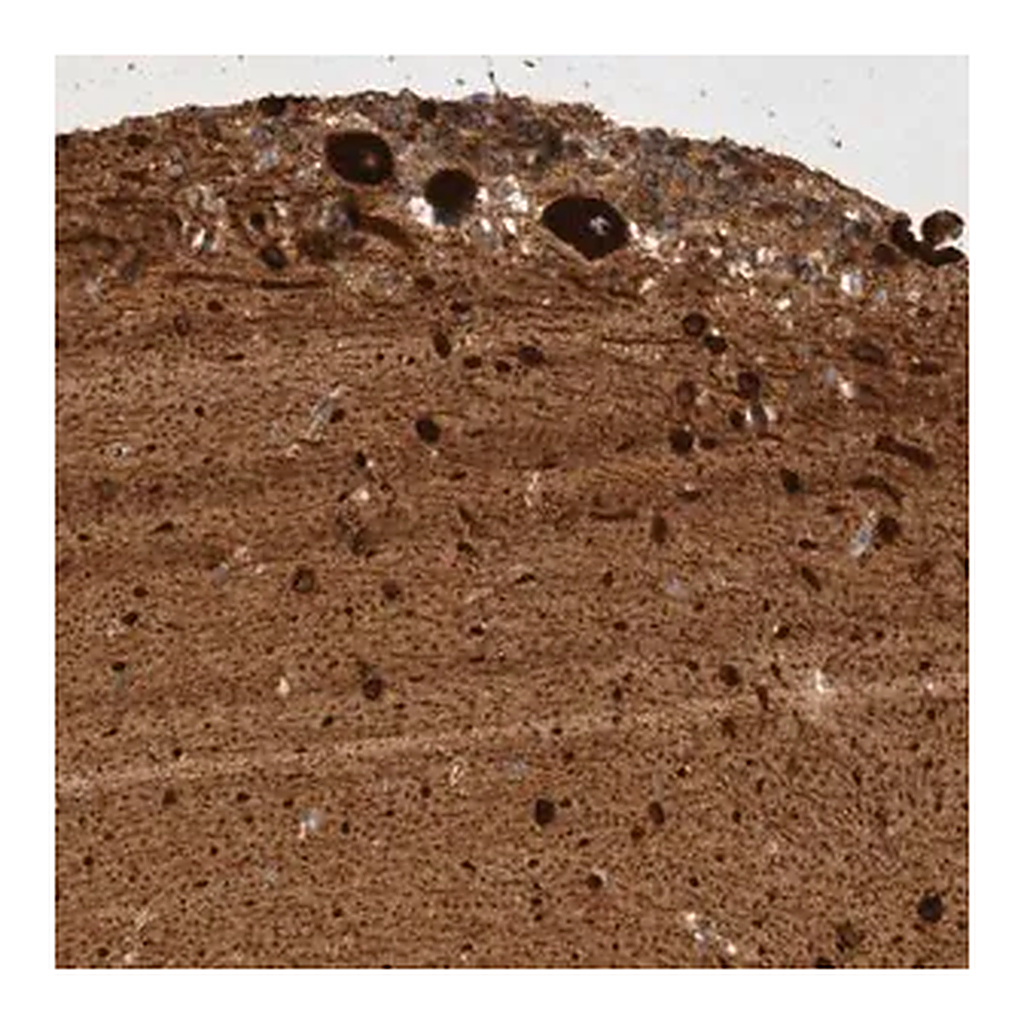 Merck Anti-GPR150 antibody produced in rabbit