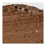 Merck Anti-GPR150 antibody produced in rabbit