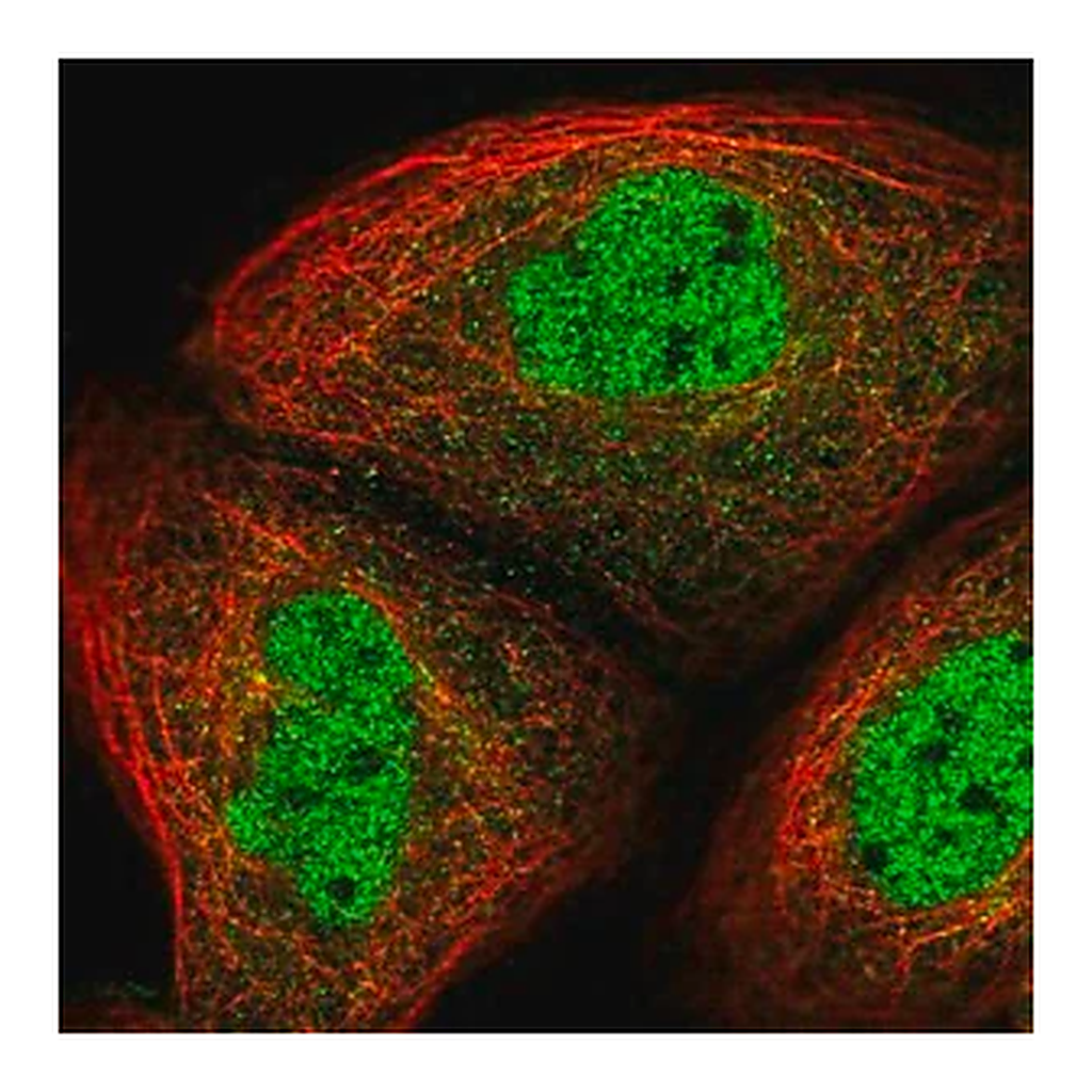 Merck Anti-UHRF2 antibody produced in rabbit