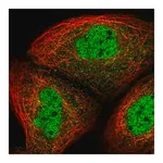 Merck Anti-UHRF2 antibody produced in rabbit
