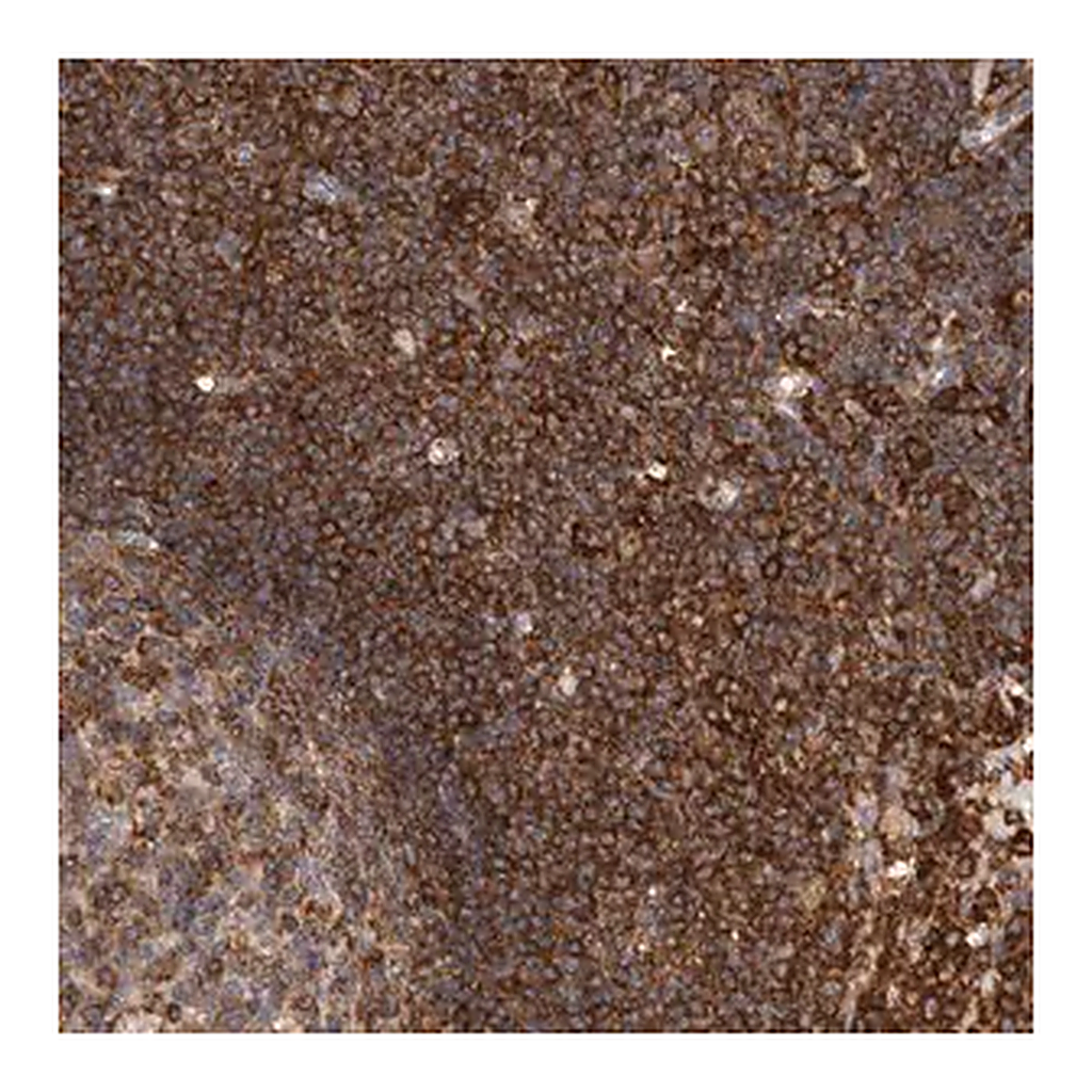 Merck Anti-CCDC88B antibody produced in rabbit