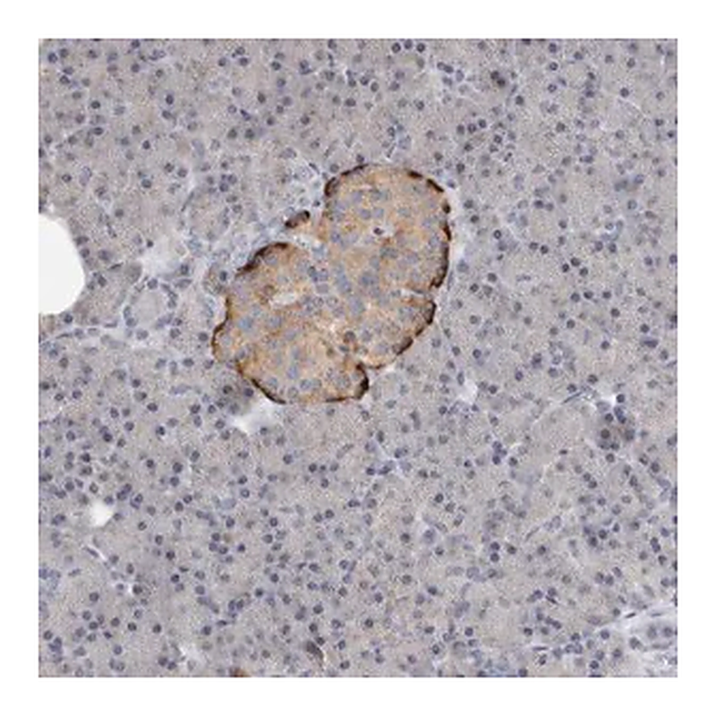 Merck Anti-PTPRN2 antibody produced in rabbit