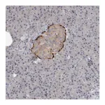 Merck Anti-PTPRN2 antibody produced in rabbit