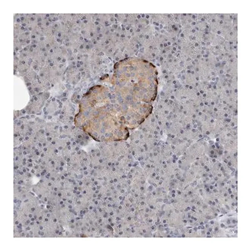 Merck Anti-PTPRN2 antibody produced in rabbit