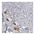 Merck Anti-ANKMY1 antibody produced in rabbit