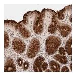 Merck Anti-BRPF3 antibody produced in rabbit