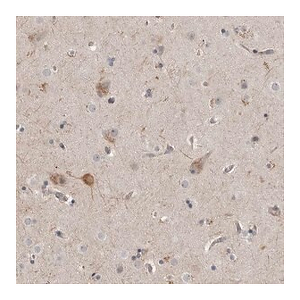 Merck Anti-MPDZ antibody produced in rabbit