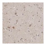 Merck Anti-MPDZ antibody produced in rabbit