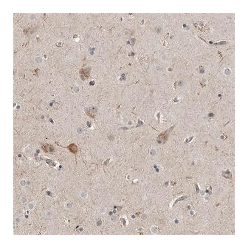 Merck Anti-MPDZ antibody produced in rabbit