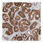 Merck Anti-TSTD2 antibody produced in rabbit