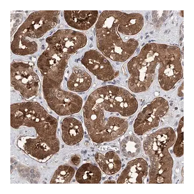 Merck Anti-TSTD2 antibody produced in rabbit