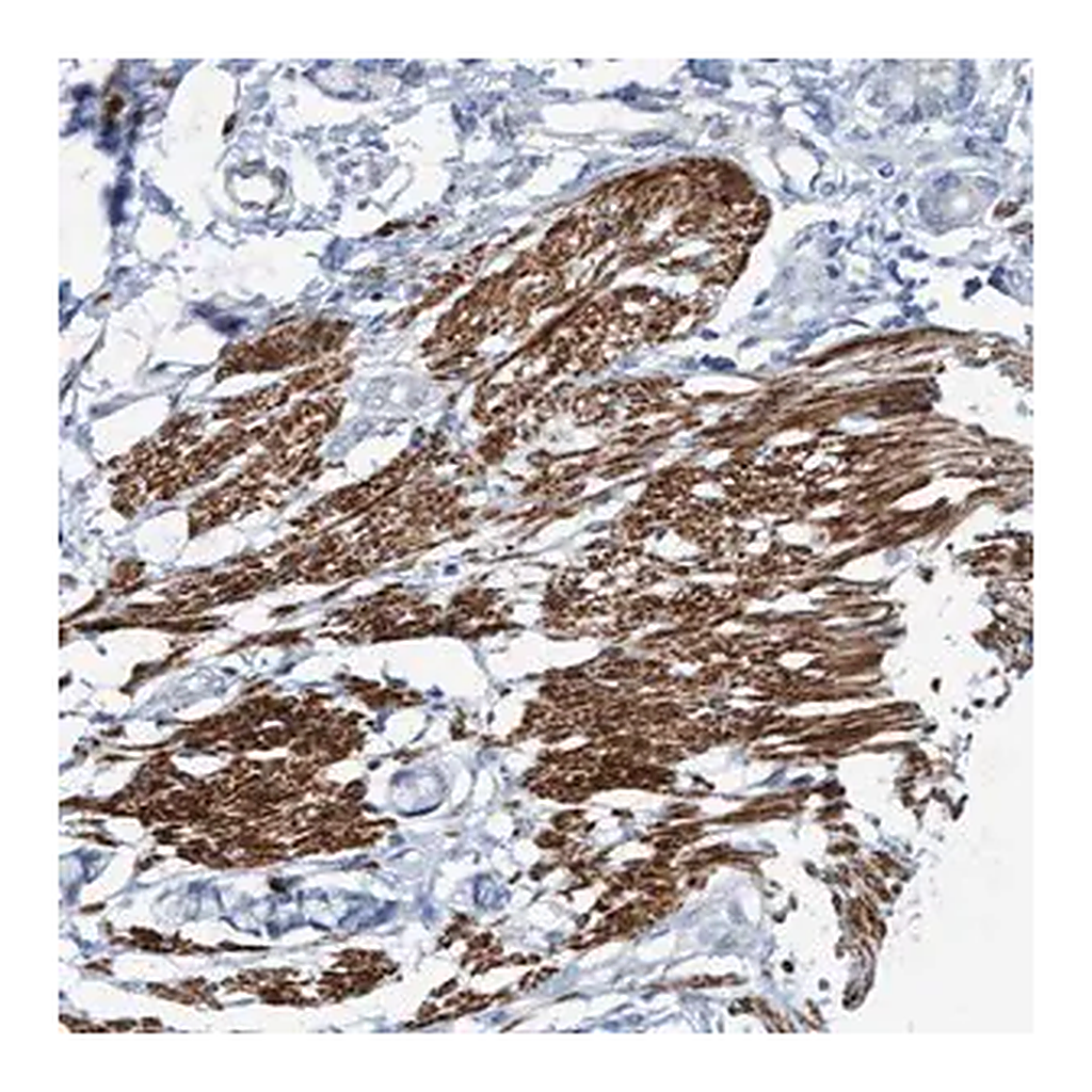 Merck Anti-FAM187A antibody produced in rabbit