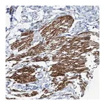 Merck Anti-FAM187A antibody produced in rabbit