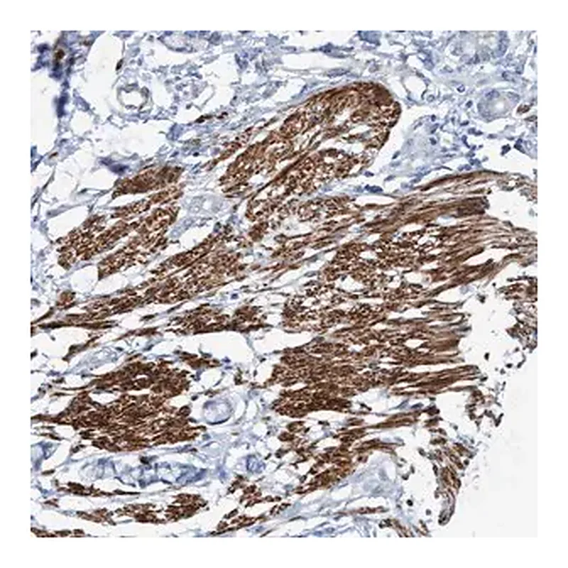 Merck Anti-FAM187A antibody produced in rabbit