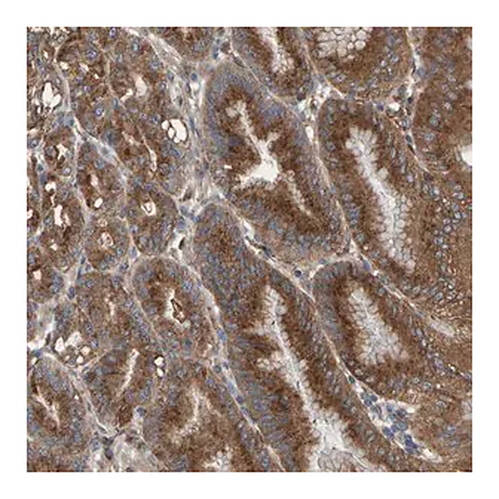 Merck Anti-MKLN1 antibody produced in rabbit