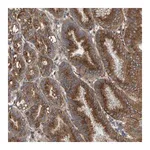 Merck Anti-MKLN1 antibody produced in rabbit