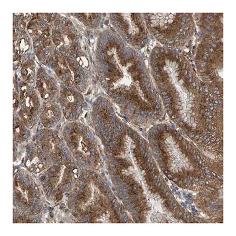 Merck Anti-MKLN1 antibody produced in rabbit