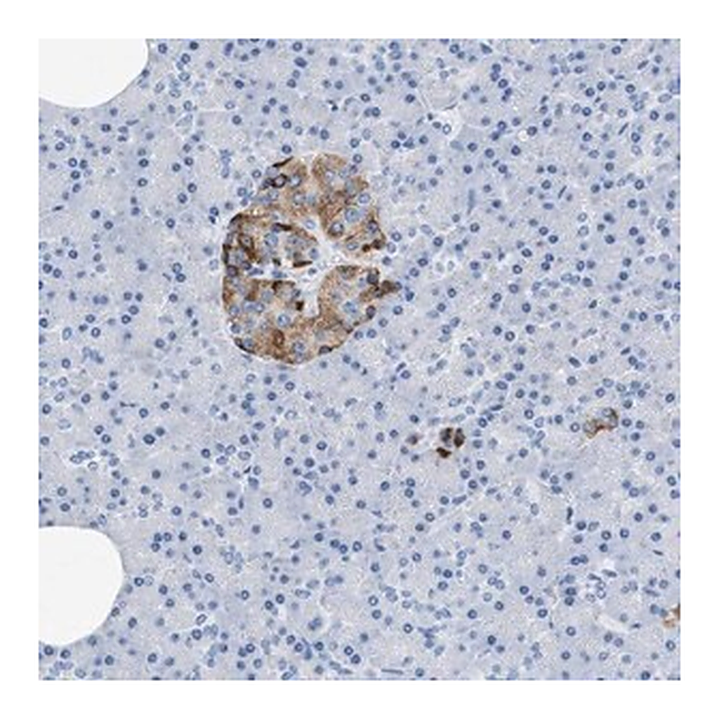 Merck Anti-SLFN13 antibody produced in rabbit