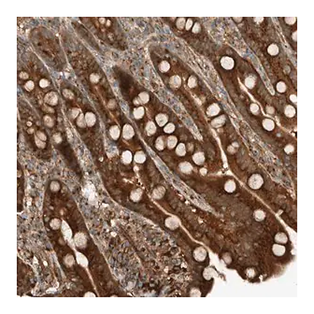 Merck Anti-EXOC7 antibody produced in rabbit