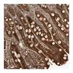 Merck Anti-EXOC7 antibody produced in rabbit