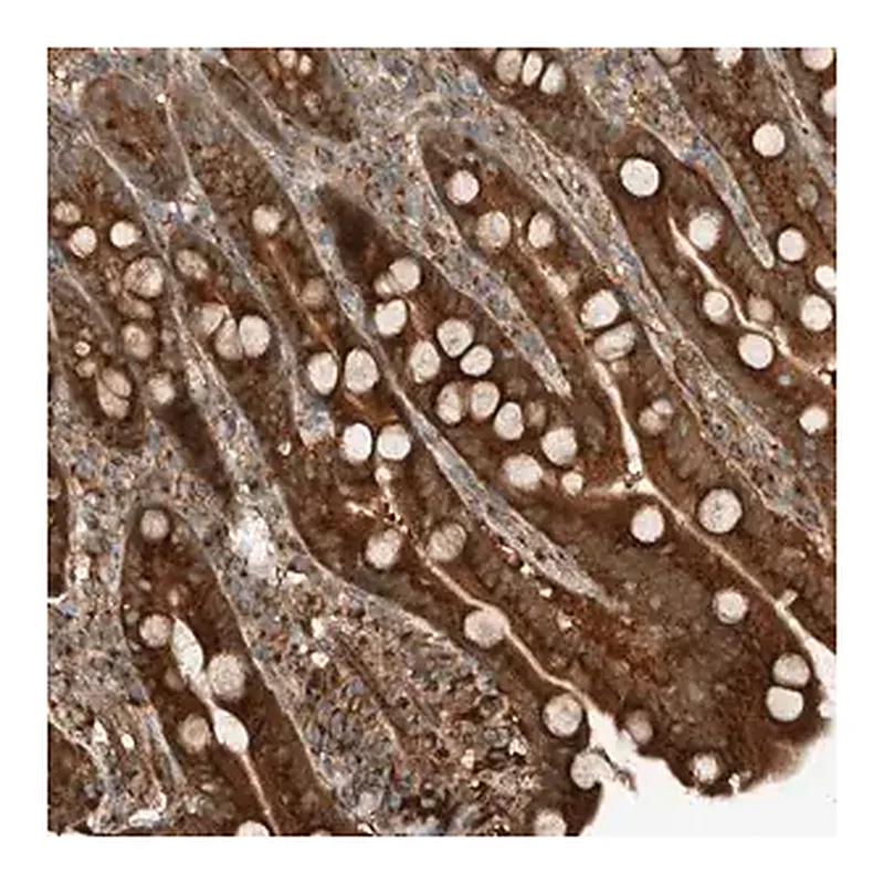Merck Anti-EXOC7 antibody produced in rabbit