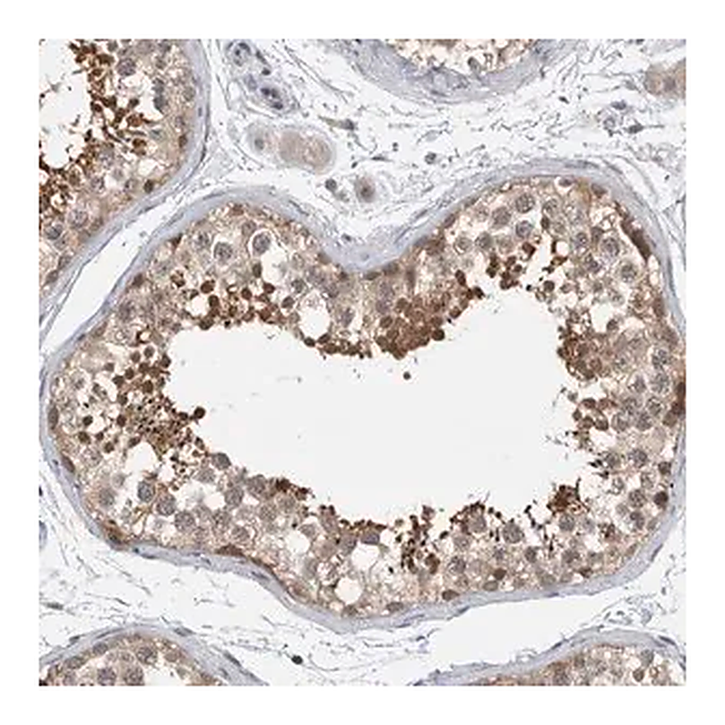 Merck Anti-AASDHPPT antibody produced in rabbit