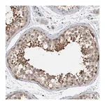 Merck Anti-AASDHPPT antibody produced in rabbit