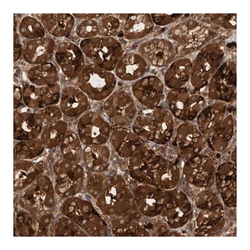 Merck Anti-PDCD2 antibody produced in rabbit