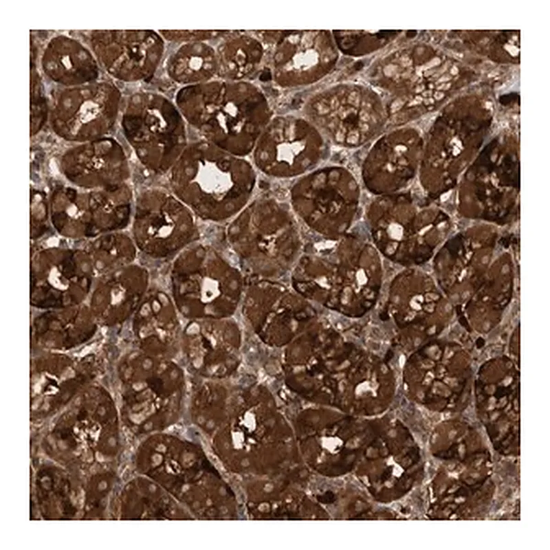 Merck Anti-PDCD2 antibody produced in rabbit