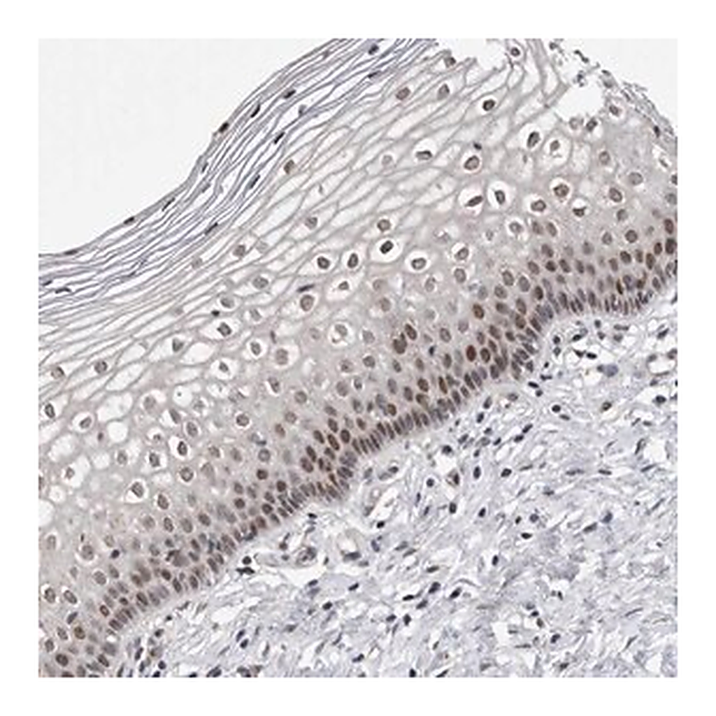 Merck Anti-MSL1 antibody produced in rabbit