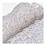 Merck Anti-MSL1 antibody produced in rabbit