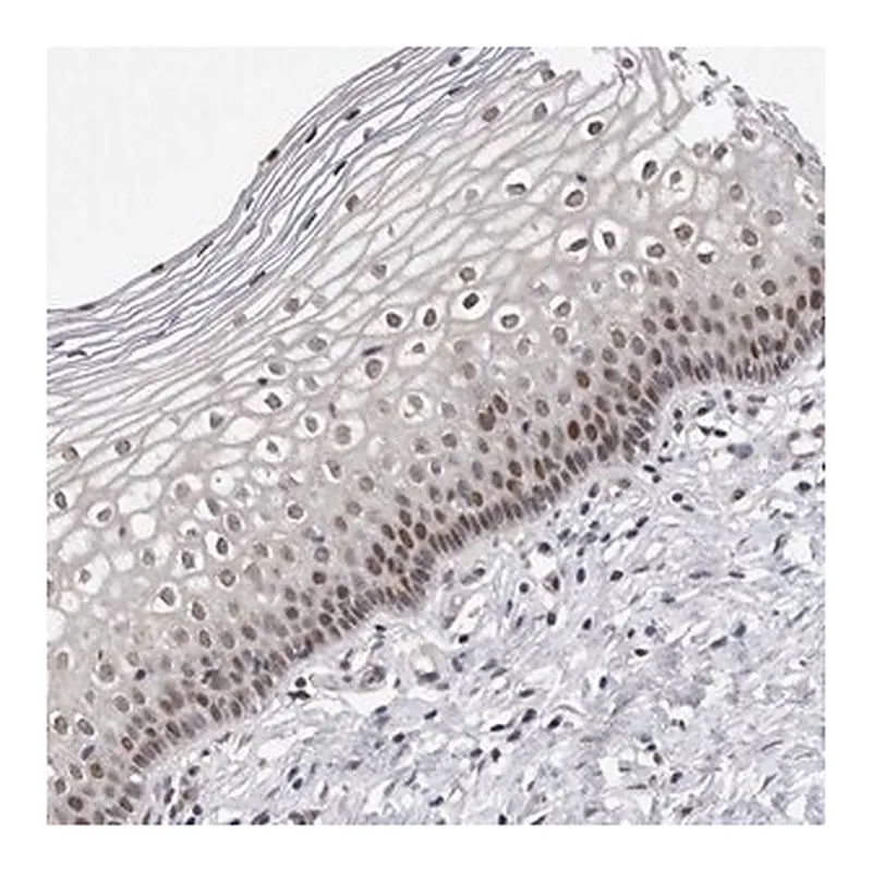 Merck Anti-MSL1 antibody produced in rabbit