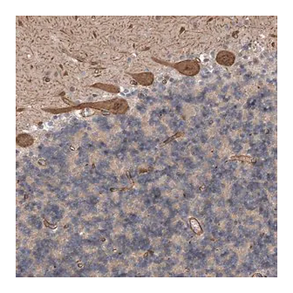 Merck Anti-GIMAP6 antibody produced in rabbit