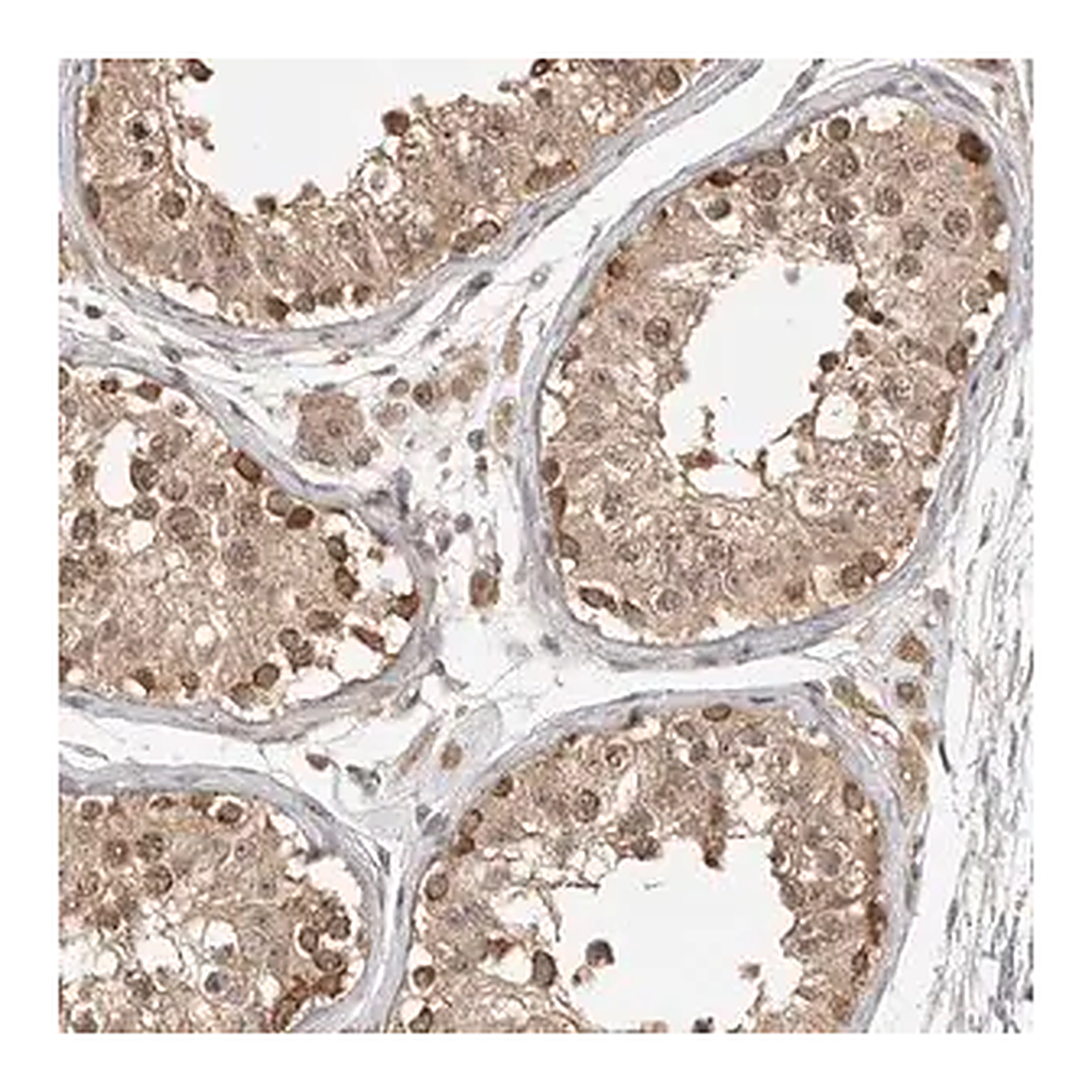 Merck Anti-ASPSCR1 antibody produced in rabbit