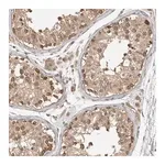 Merck Anti-ASPSCR1 antibody produced in rabbit
