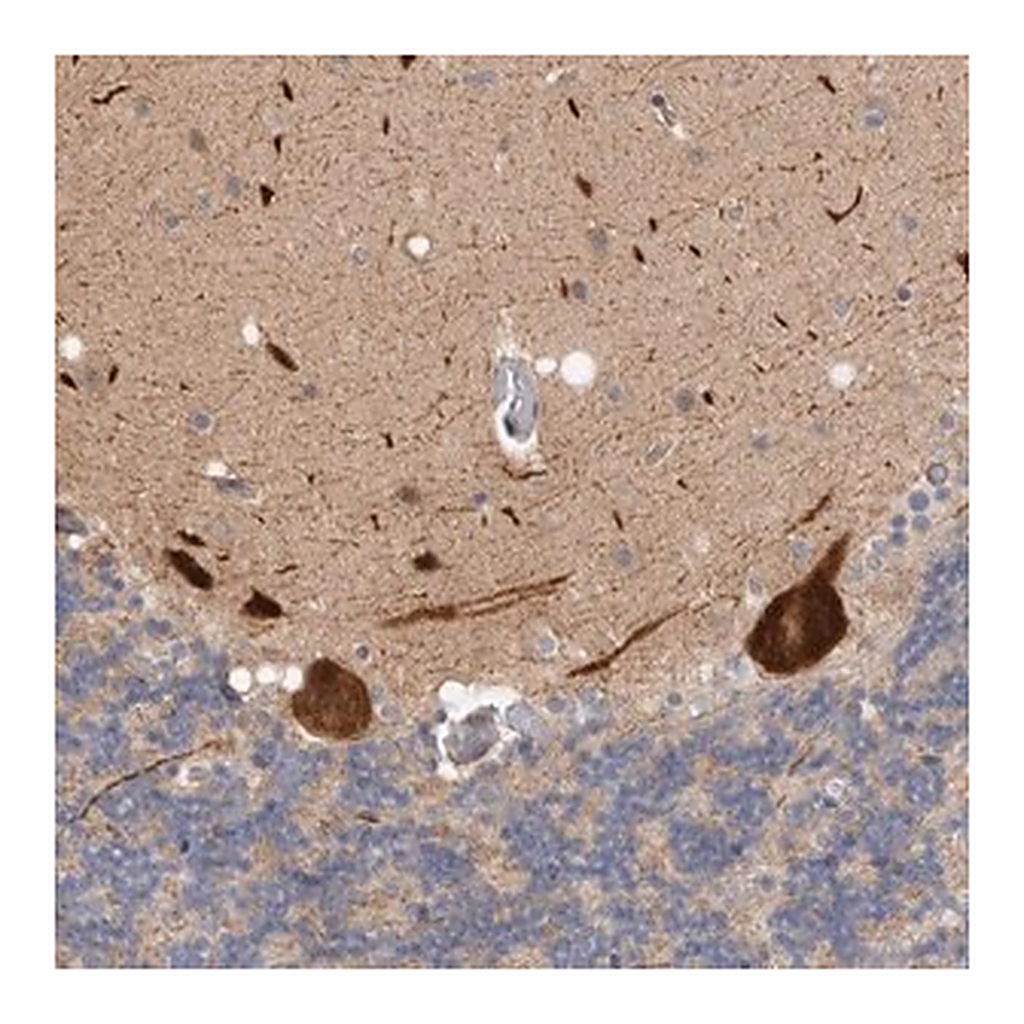 Merck Anti-ZNF804B antibody produced in rabbit