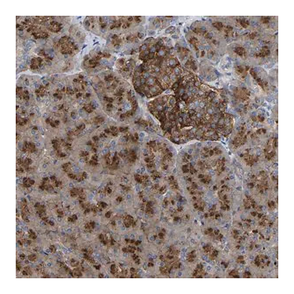 Merck Anti-PPP1R15A antibody produced in rabbit
