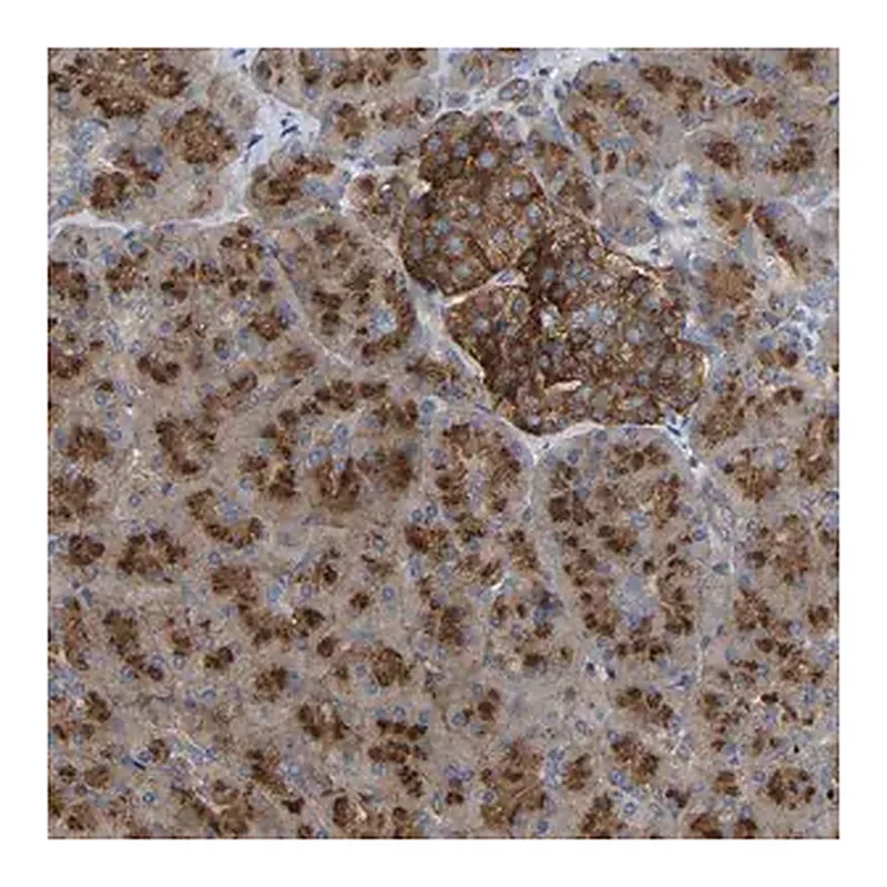 Merck Anti-PPP1R15A antibody produced in rabbit