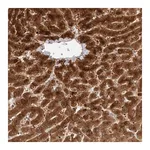 Merck Anti-ACTL9 antibody produced in rabbit