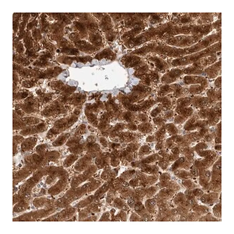 Merck Anti-ACTL9 antibody produced in rabbit