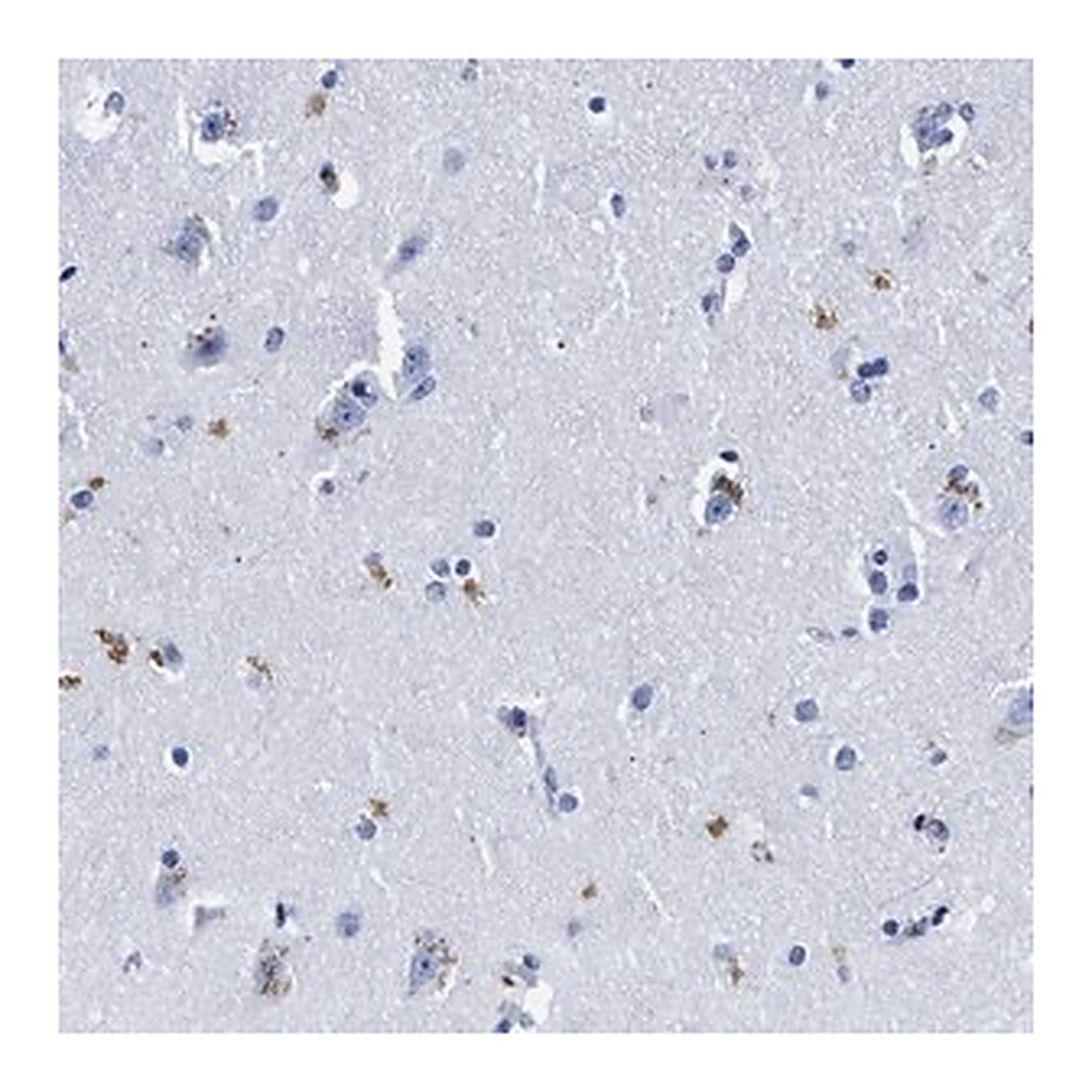 Merck Anti-LRRC8E antibody produced in rabbit