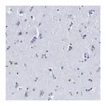 Merck Anti-LRRC8E antibody produced in rabbit