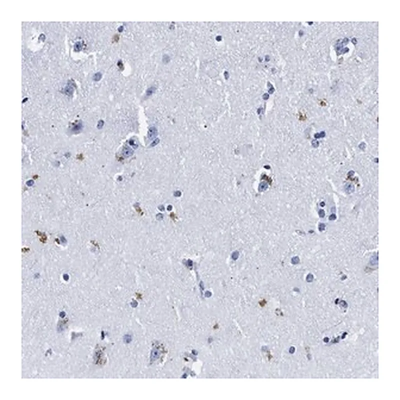Merck Anti-LRRC8E antibody produced in rabbit