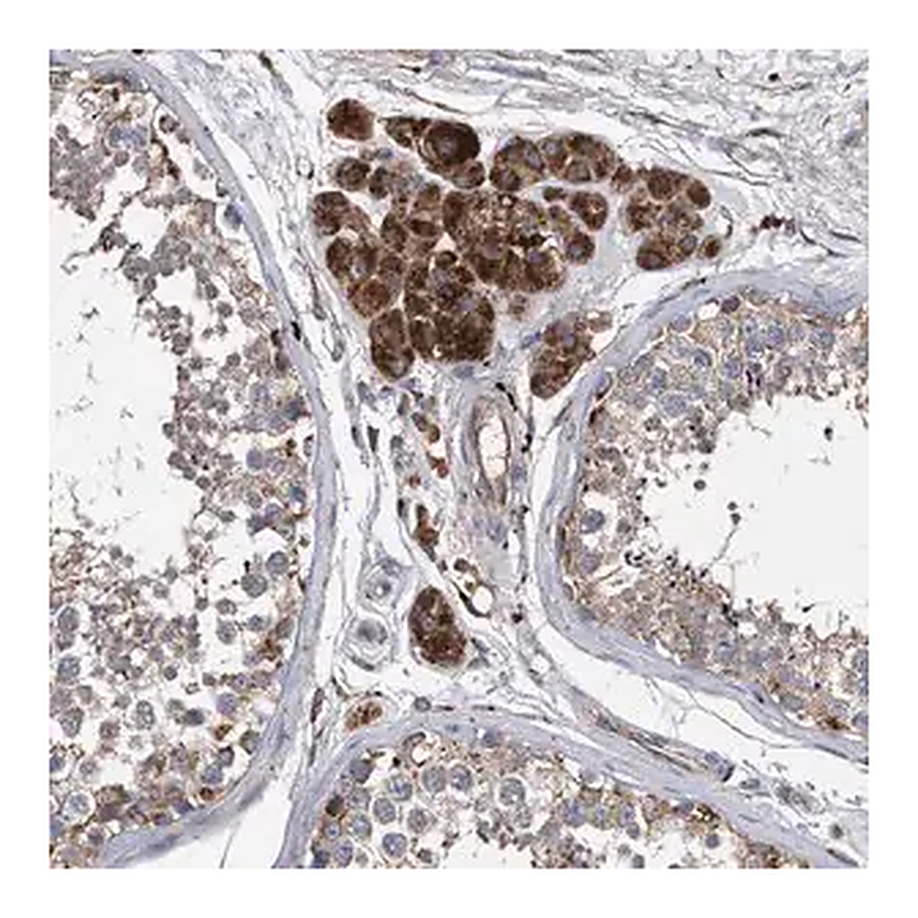 Merck Anti-BCL2L12 antibody produced in rabbit