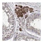 Merck Anti-BCL2L12 antibody produced in rabbit