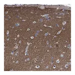 Merck Anti-PHF24 antibody produced in rabbit