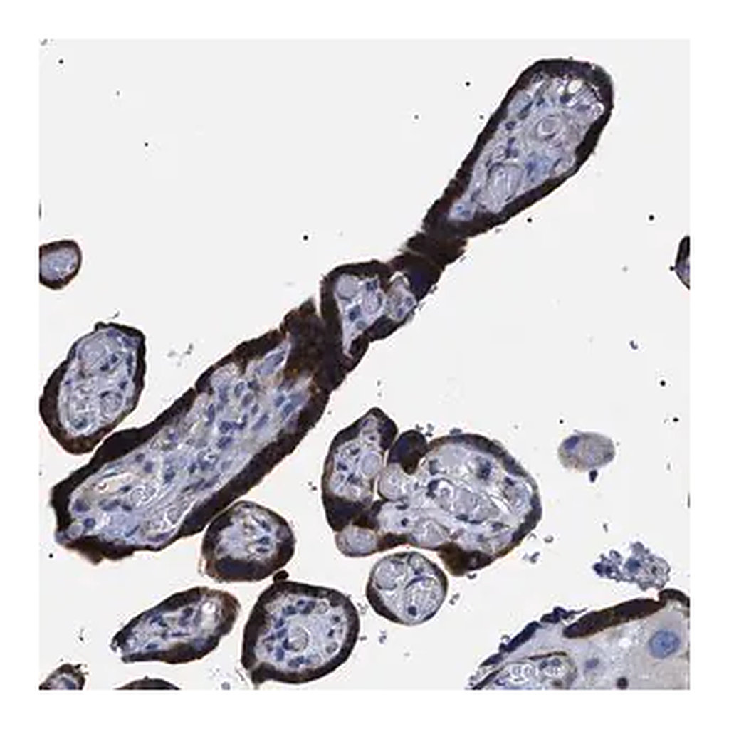 Merck Anti-SVEP1 antibody produced in rabbit