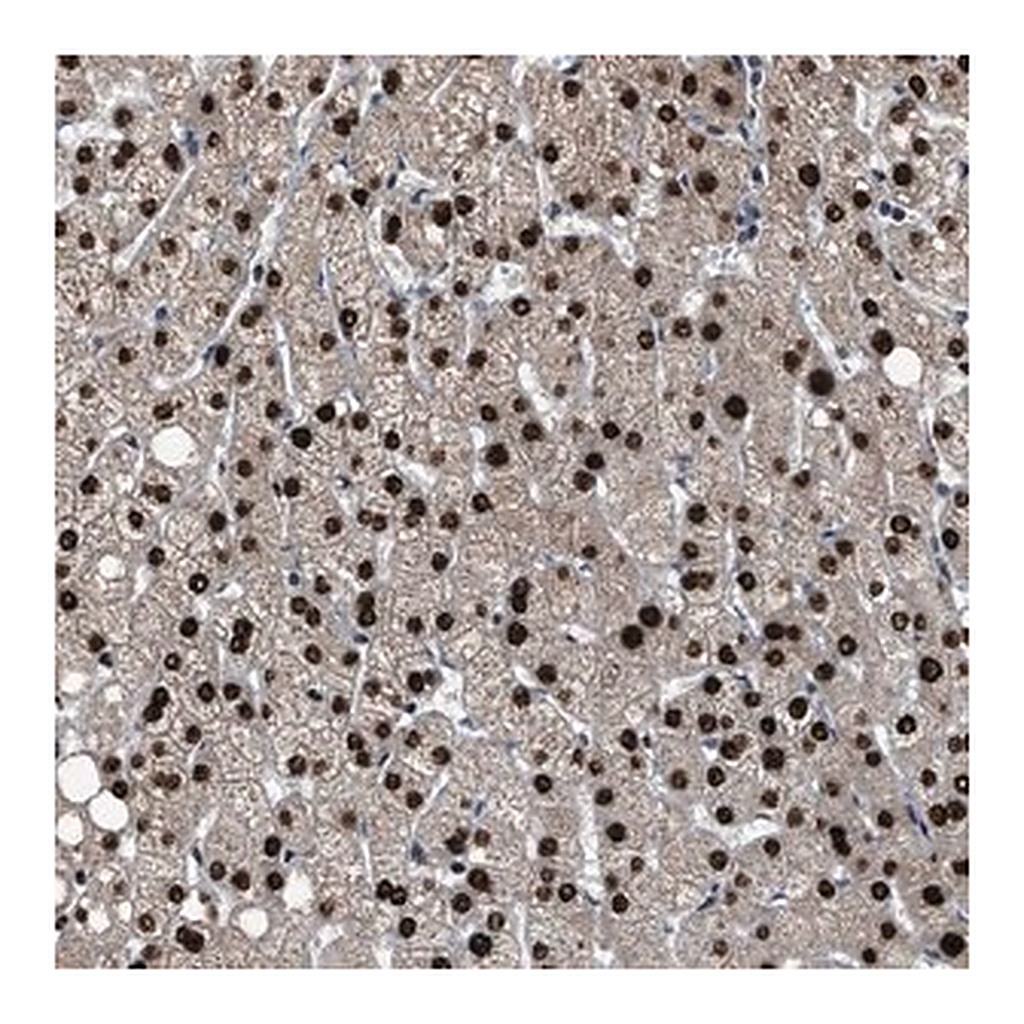 Merck Anti-ZNF20 antibody produced in rabbit