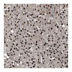 Merck Anti-ZNF20 antibody produced in rabbit
